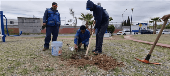 arboles reforestacion