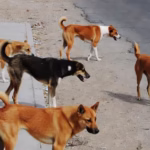 PERRO CALLEJERO ANIMAL SITUACION DE CALLE