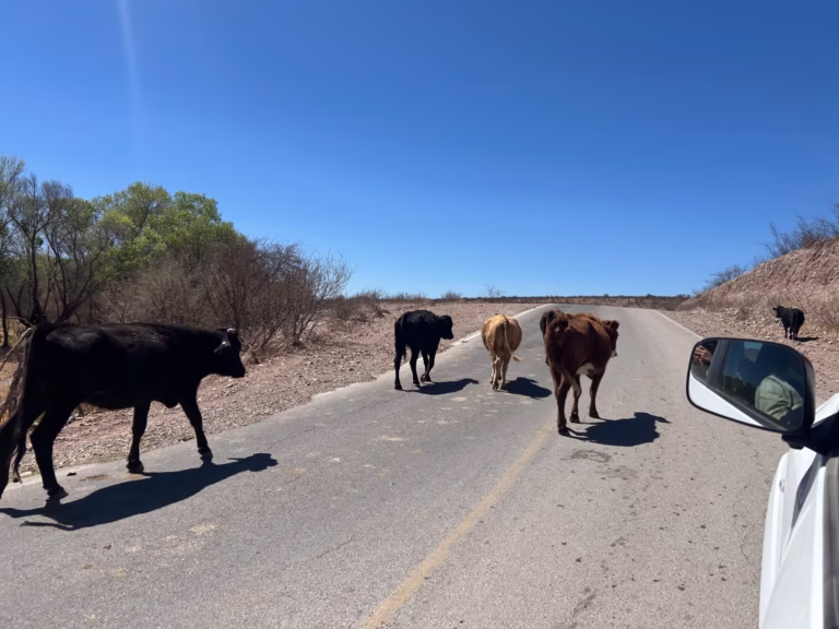 WhatsApp Image 2026-01-29 at 11.38.11 AM